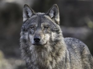 loup